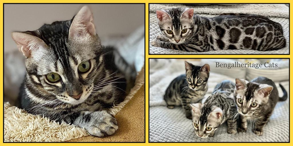 Bengal Kittens And Cats For Sale Bengalheritage Cats Ltd 